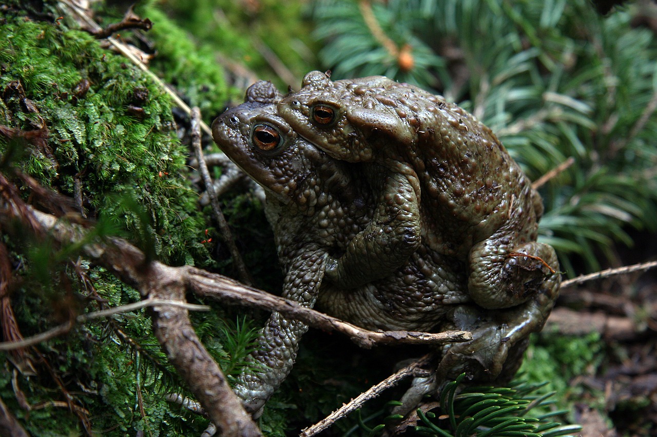 the nature of the  frog  our free photo