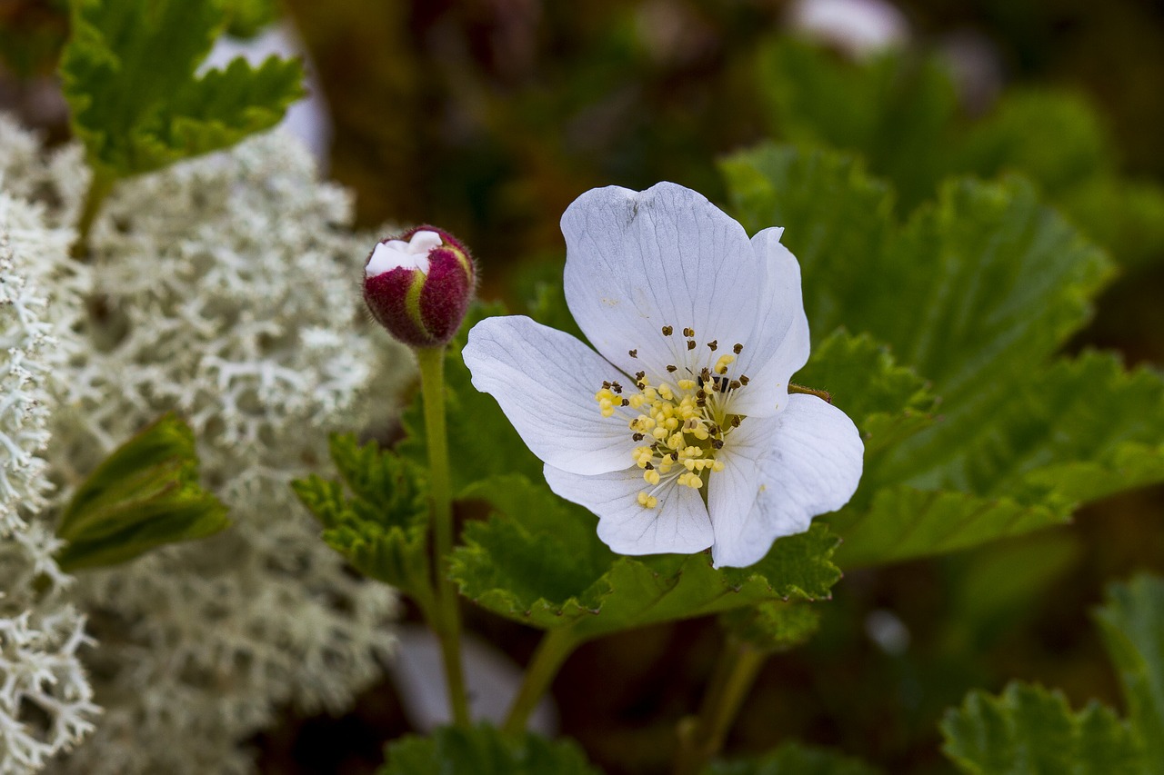 the nature of the  flower  leaf free photo