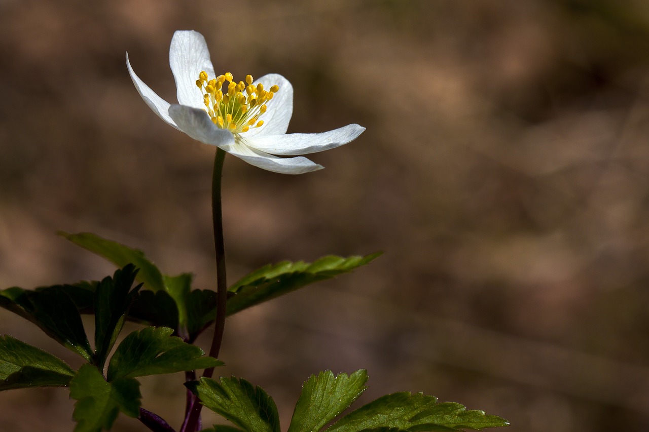 the nature of the  flower  anemones free photo