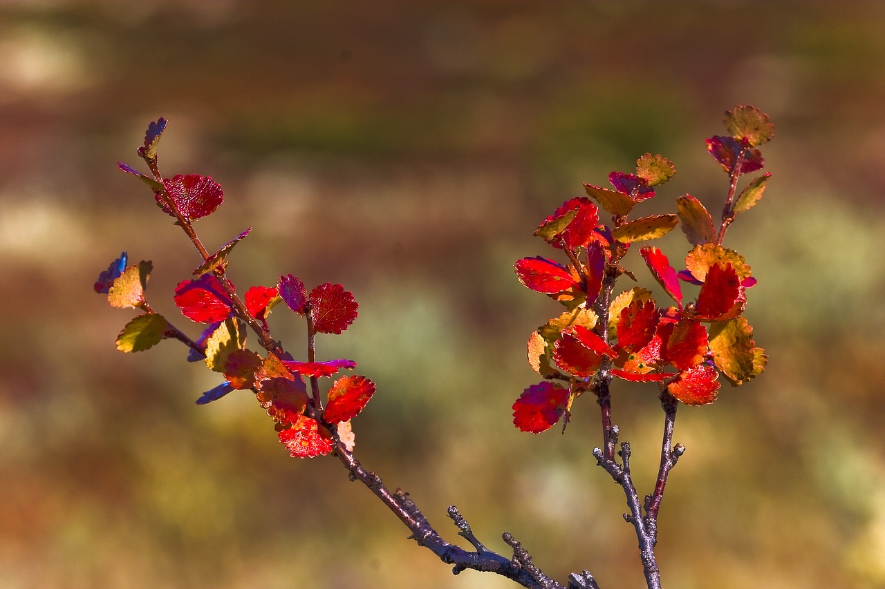 the nature of the  fjellbjørk  fall colors free photo