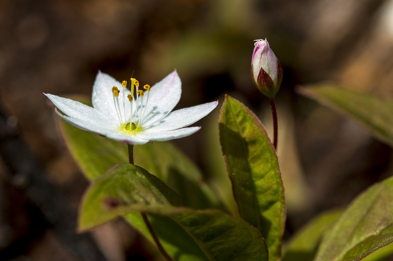 the nature of the  leaf  flower free photo