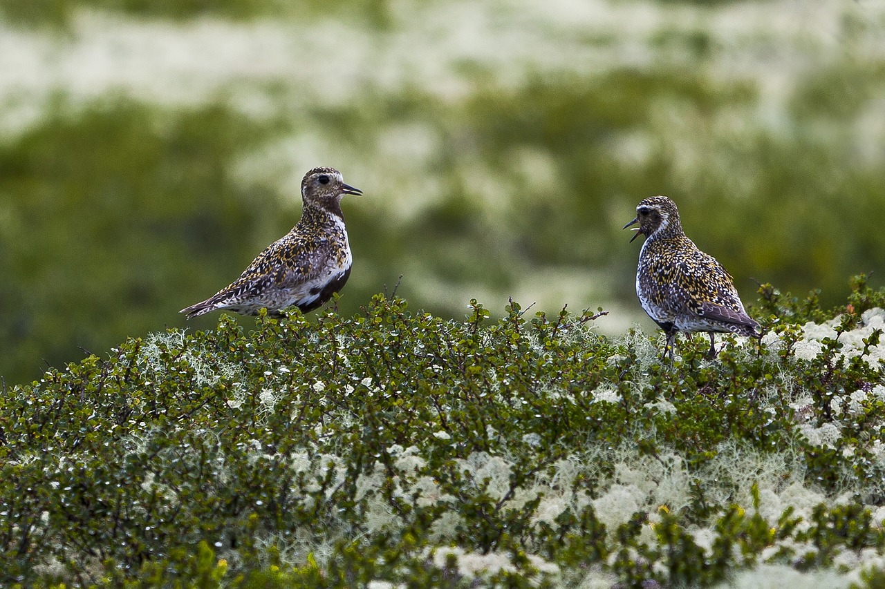 the nature of the  birds  peace free photo