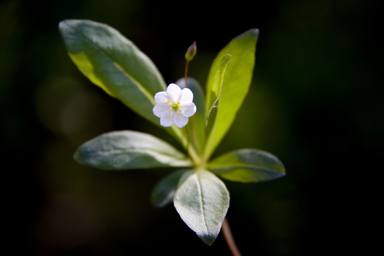 the nature of the  leaf  plant free photo