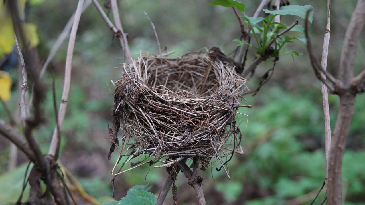 the nest forest autumn free photo