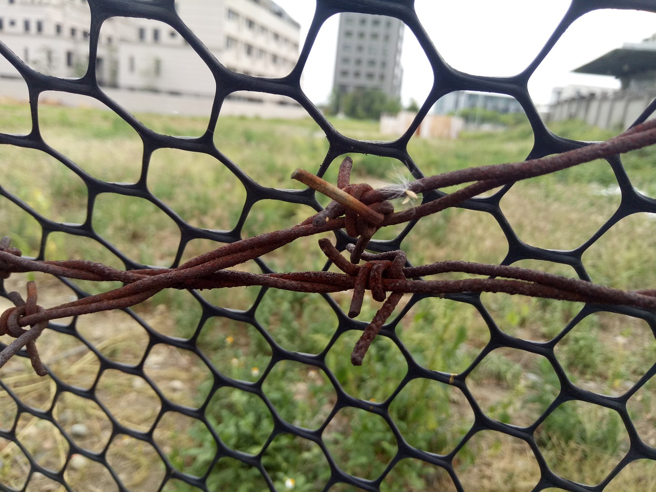 the net dandelion iron wire free photo