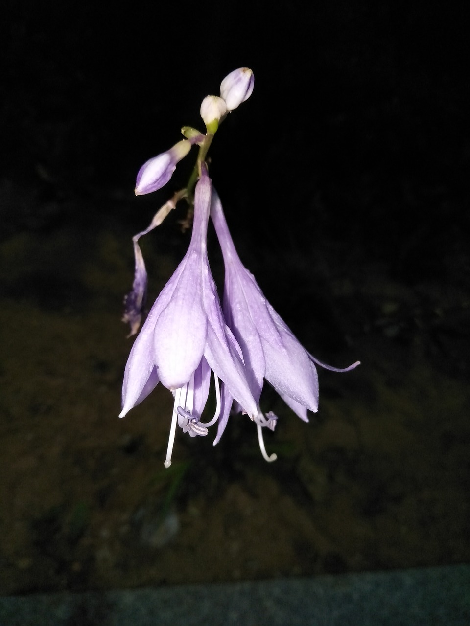 the night purple flower free photo