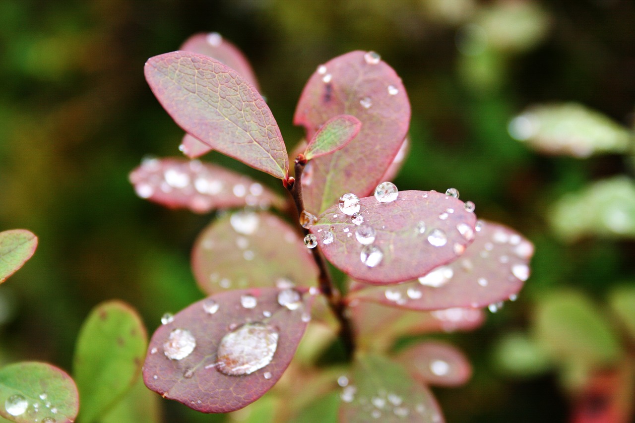 the northern  berry  a drop of water free photo