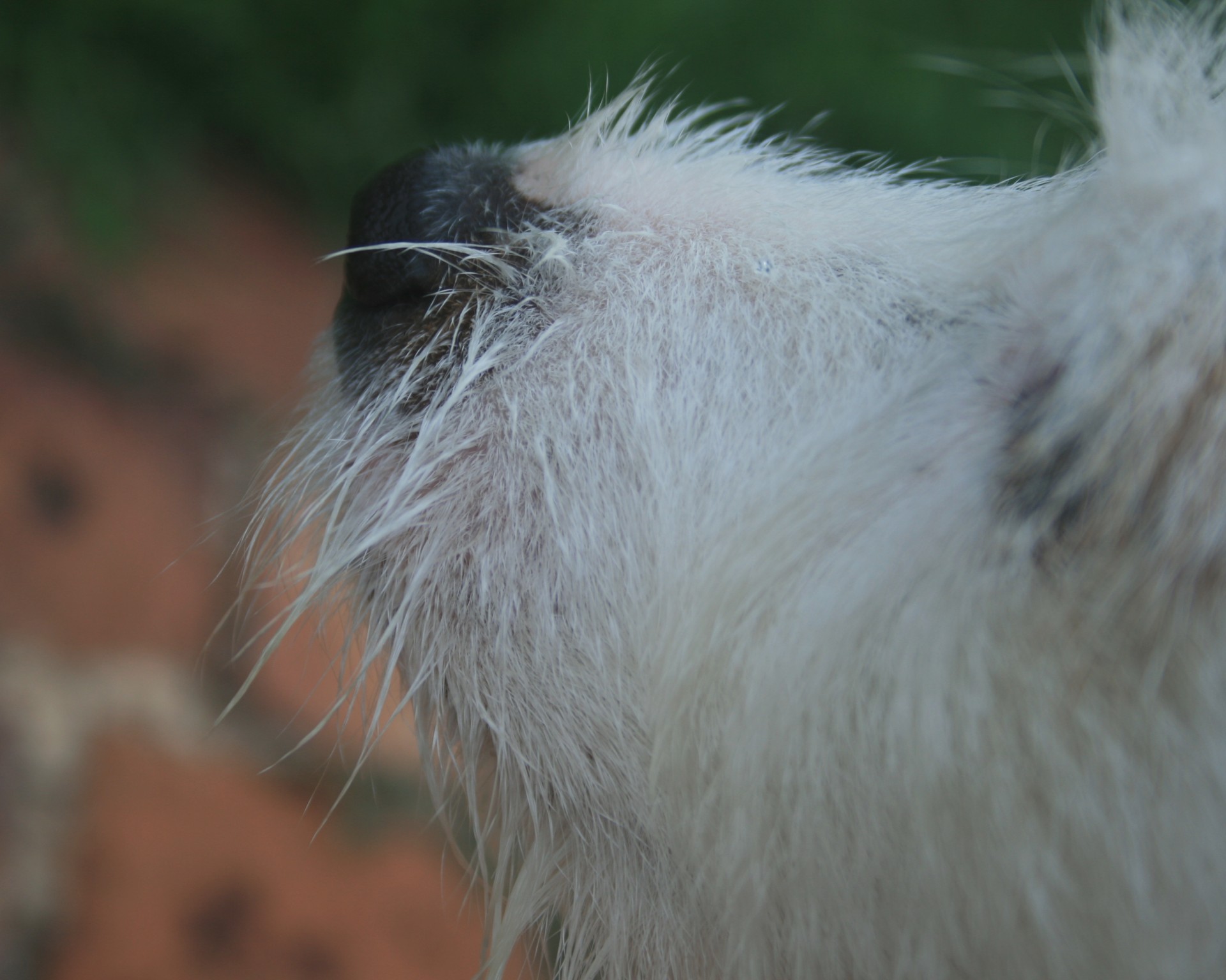 dog terrier jack russell free photo