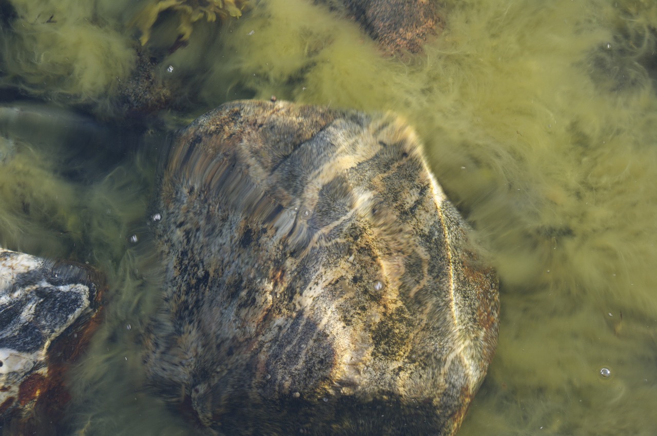 the ocean floor stone seagrass free photo