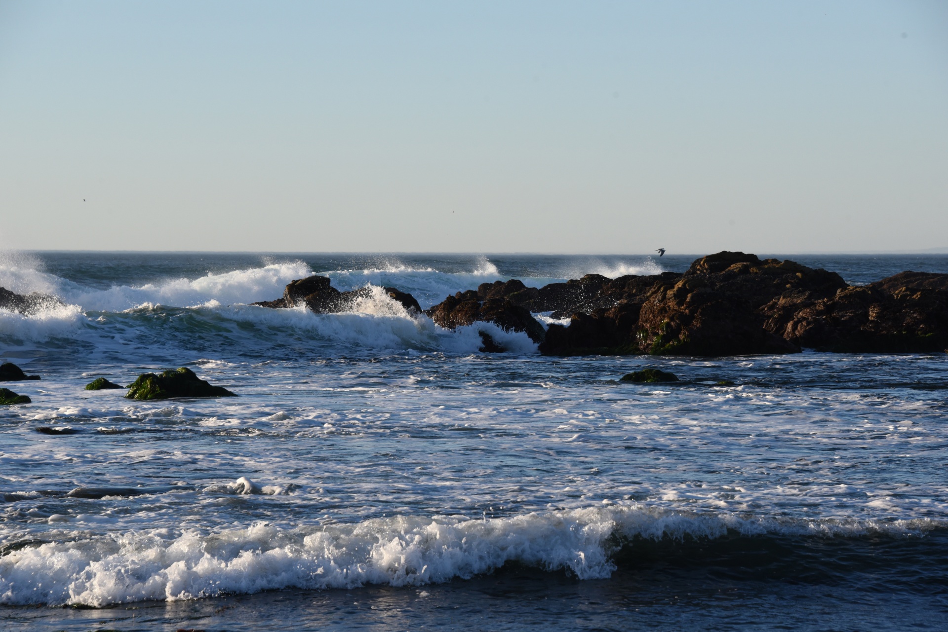 surf beach gulls free photo