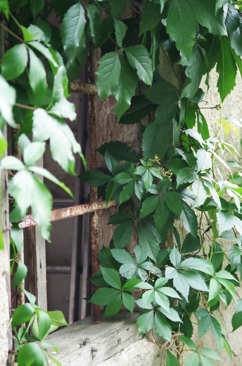 the old house  window  foliage free photo