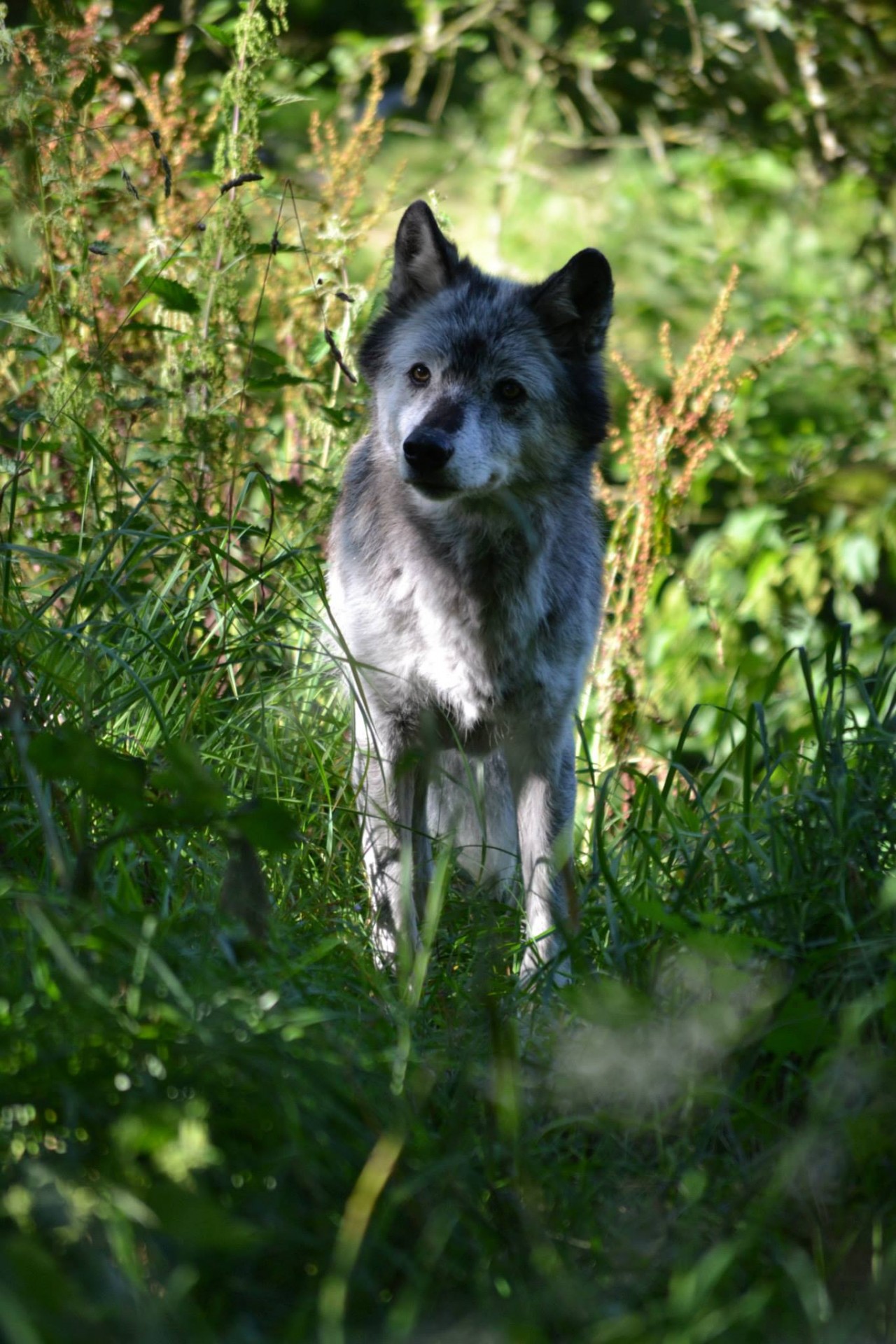 female wolf dog free photo