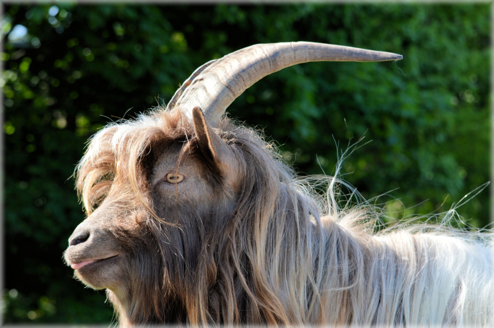 goat sheep ram free photo