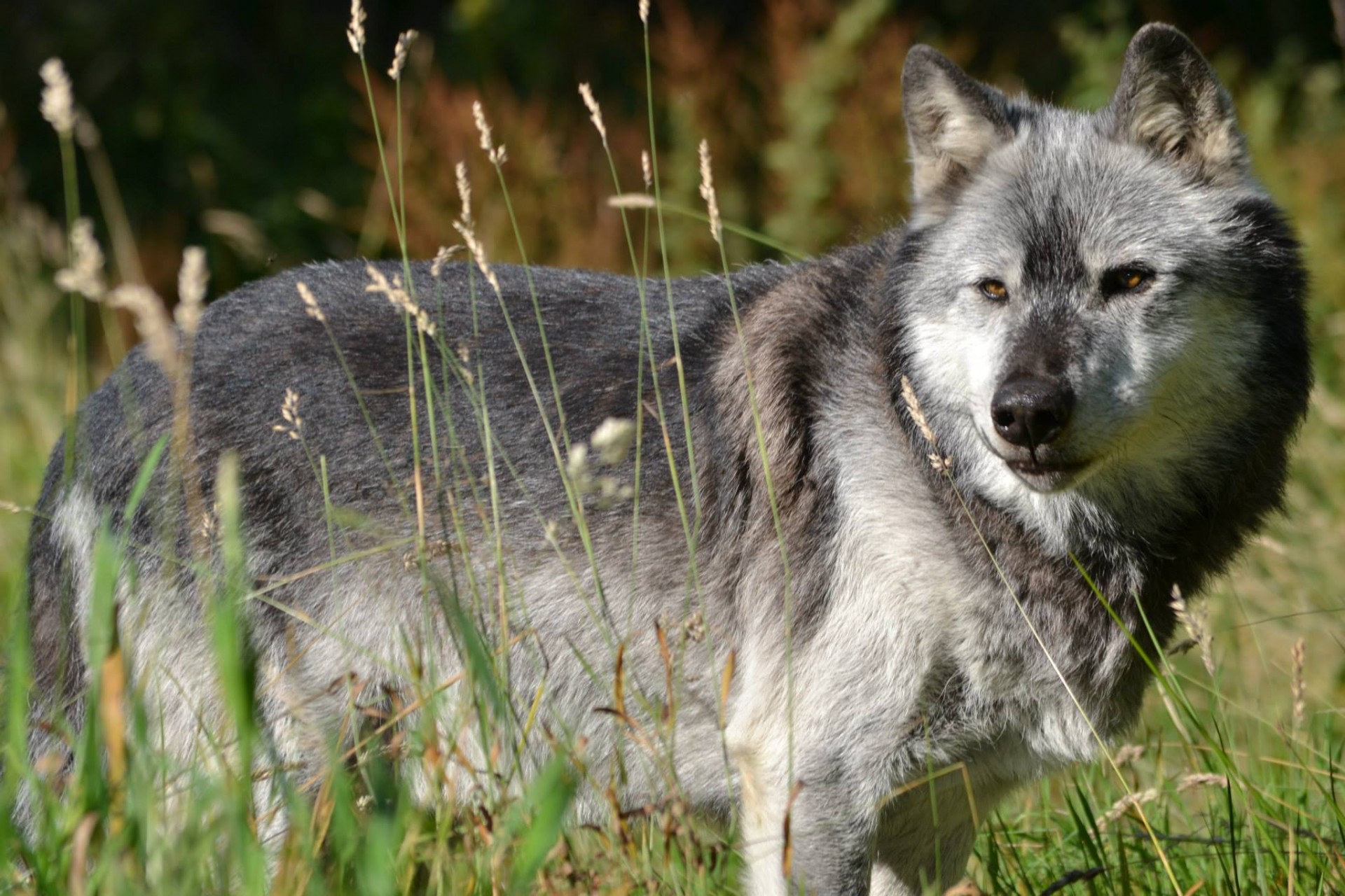 old wolf male free photo