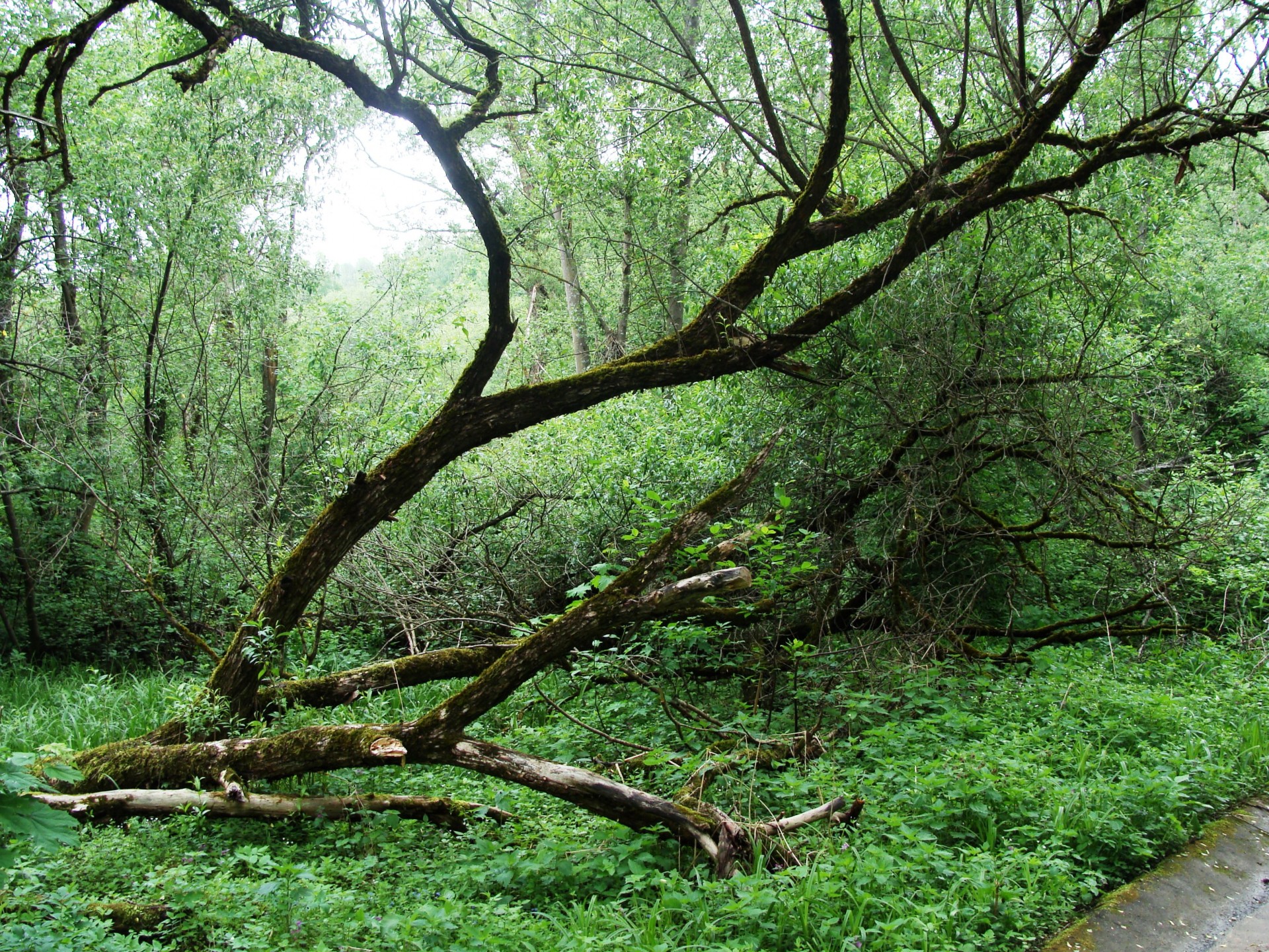 old trees park free photo