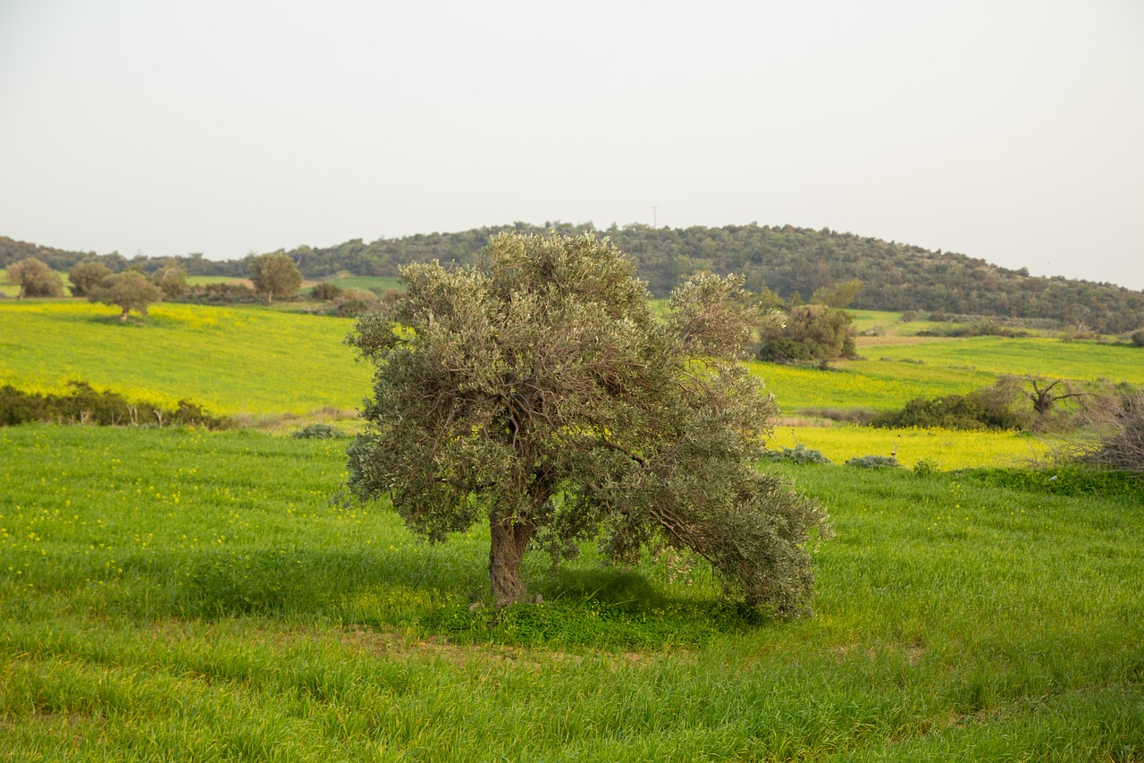 the olive tree  field  grass free photo