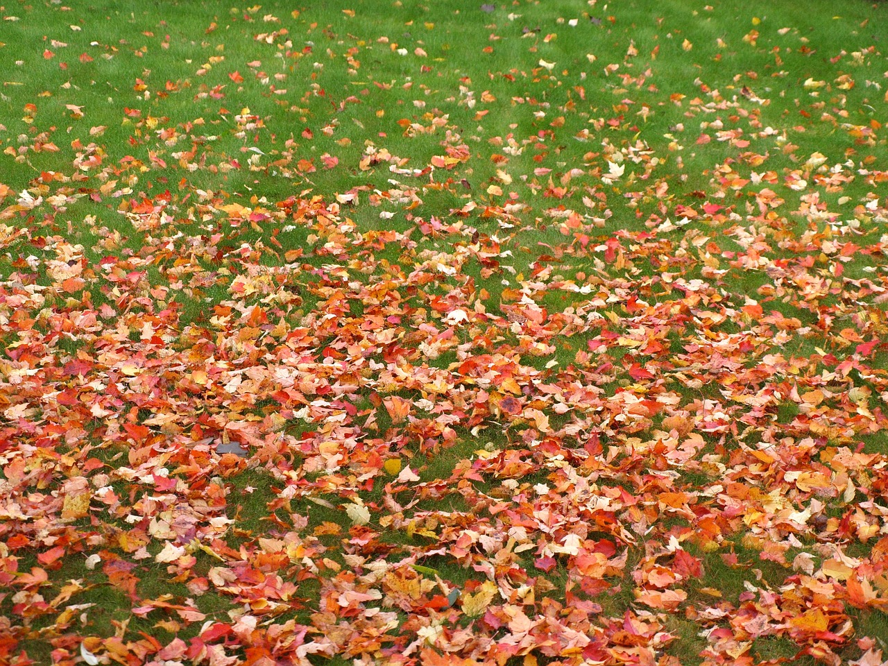 the onset of autumn green grass yellow leaves free photo