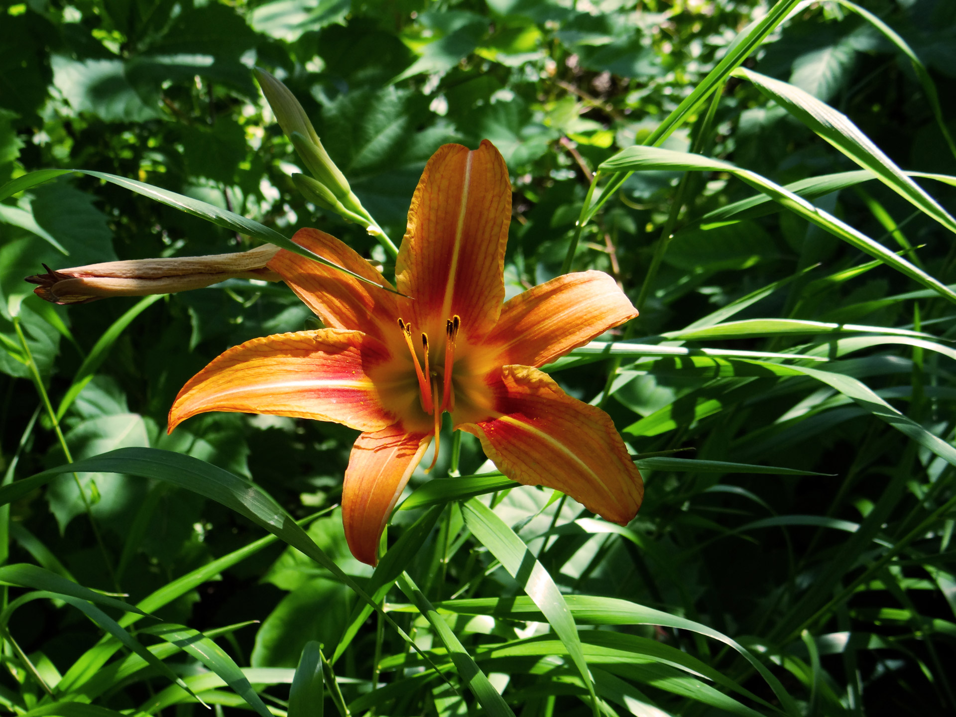 lily orange bright free photo