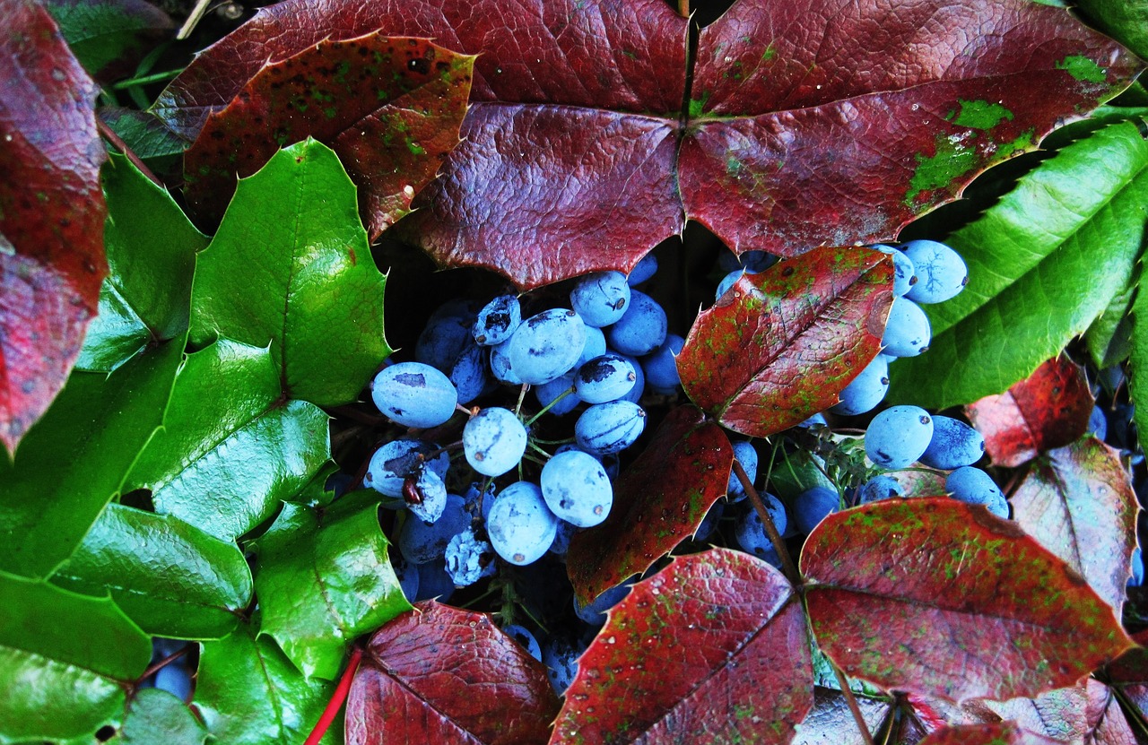 the oregon-grape berries evergreen bush berries free photo