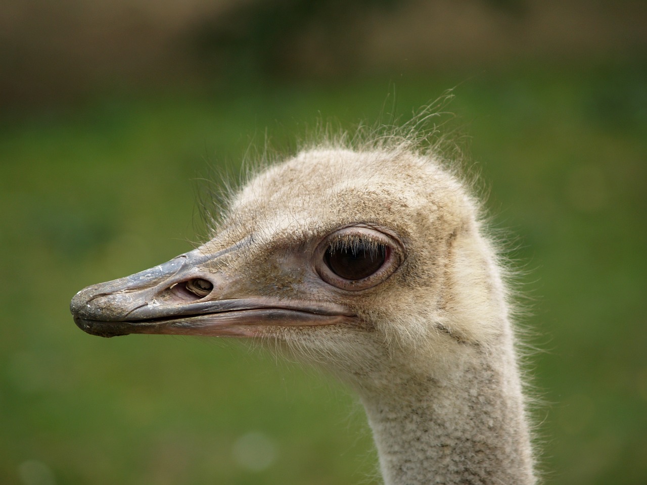 the ostrich animal bird free photo
