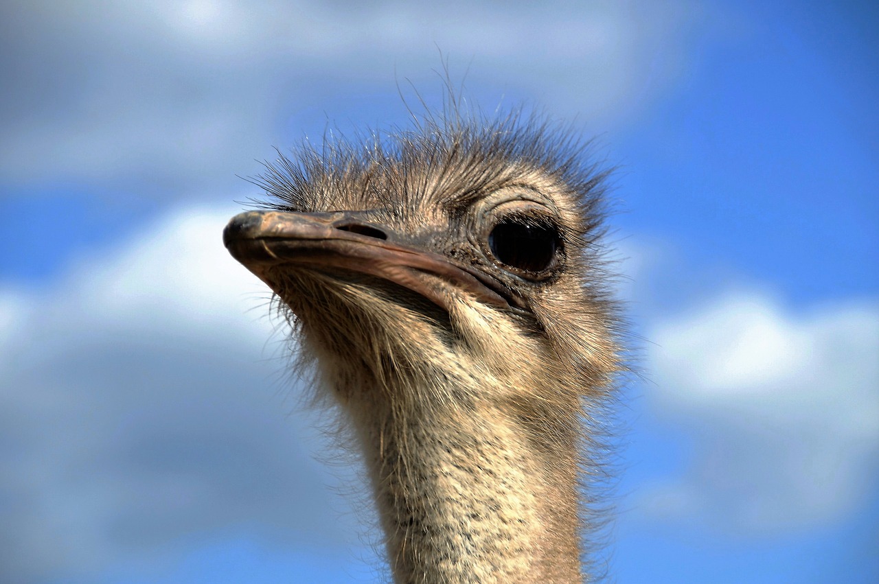the ostrich head grimace free photo