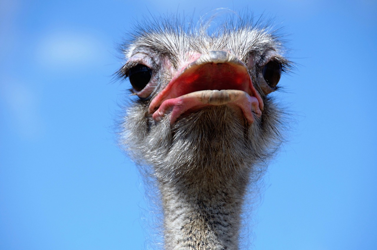 the ostrich head grimace free photo