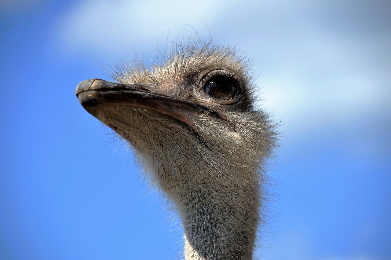 the ostrich head grimace free photo