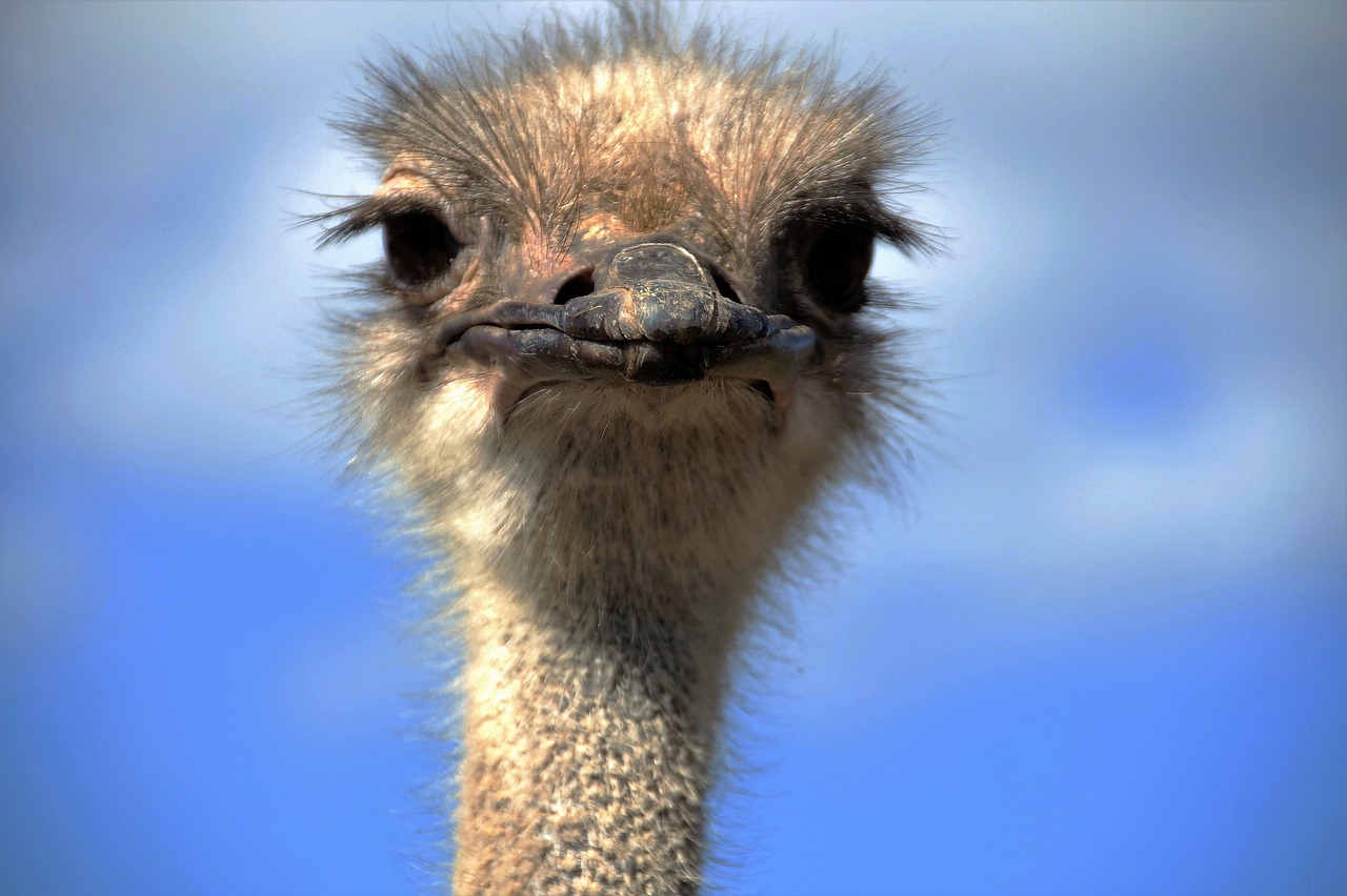 the ostrich ostrich head beak free photo