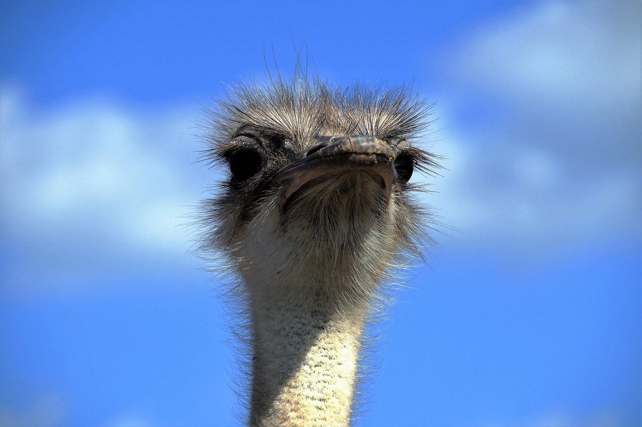 the ostrich ostrich head beak free photo