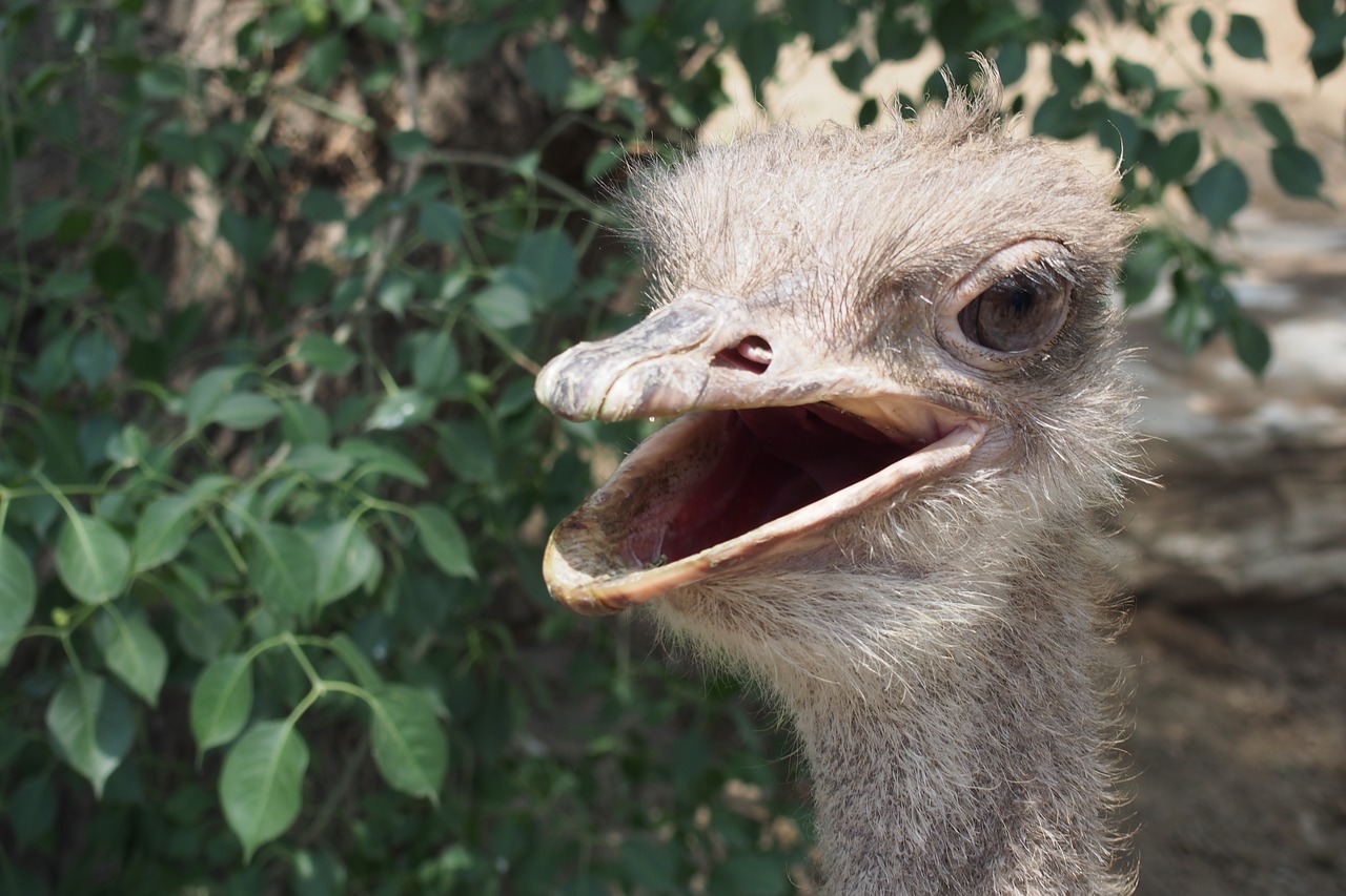 the ostrich bird zoo free photo