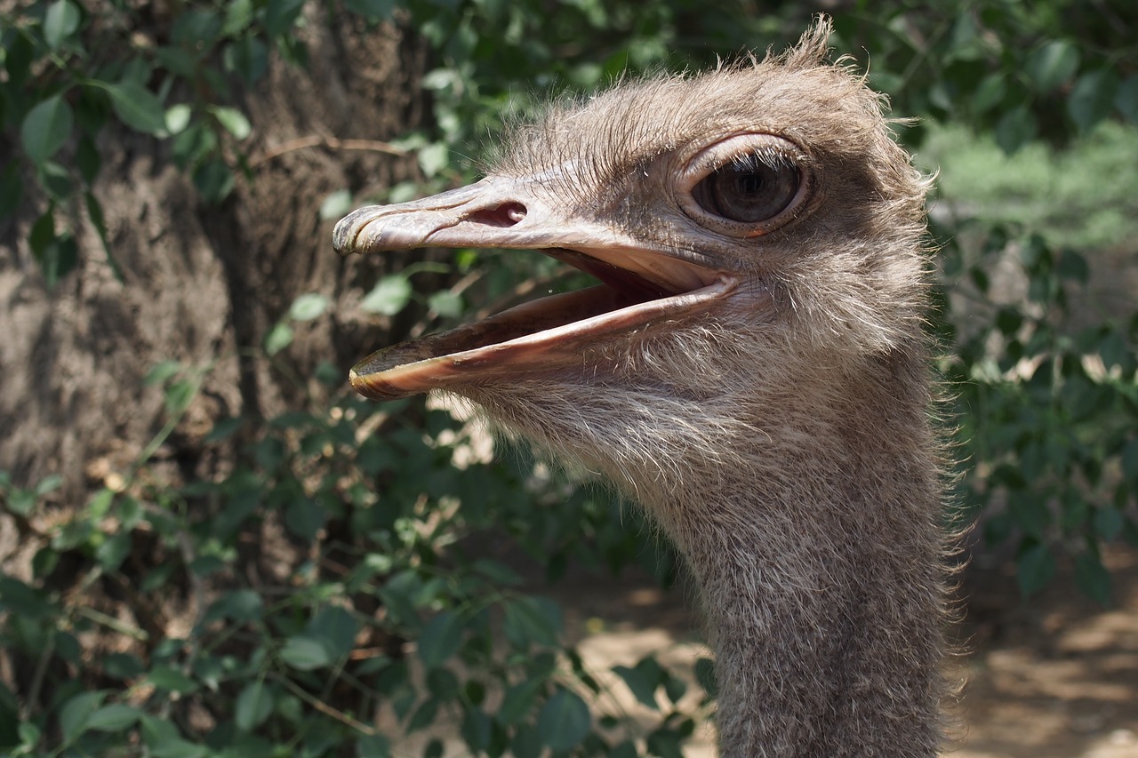 the ostrich bird zoo free photo
