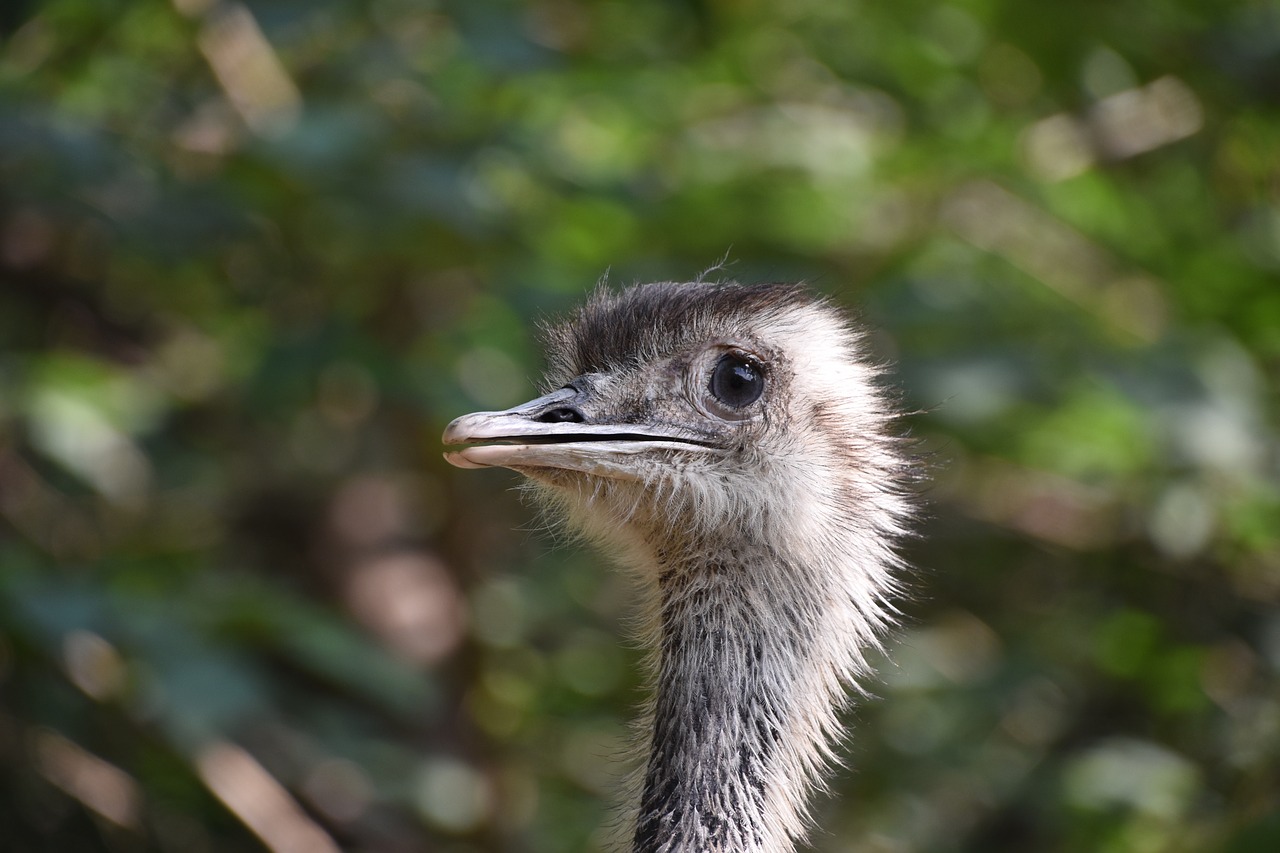 the ostrich beautiful eye free photo