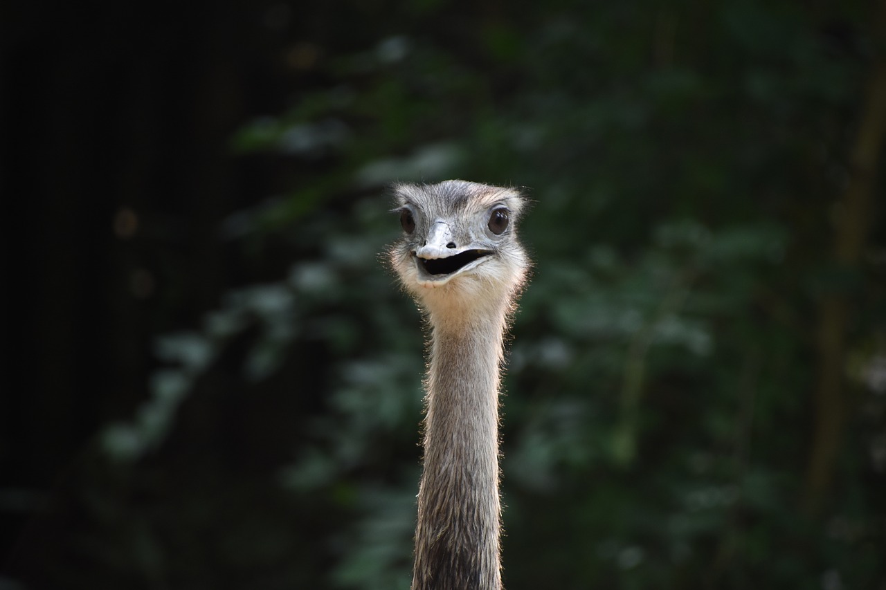 the ostrich rhea positive free photo