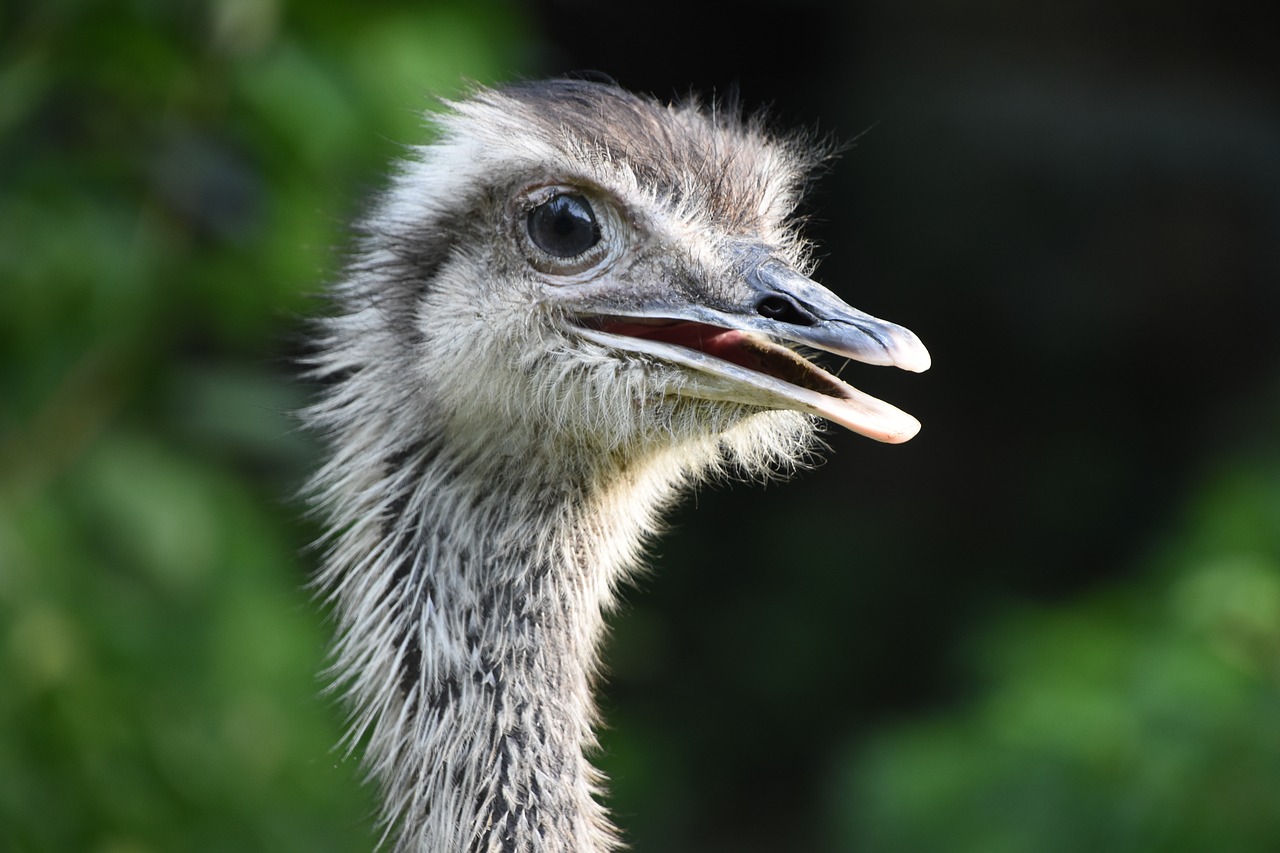 the ostrich rhea profile free photo