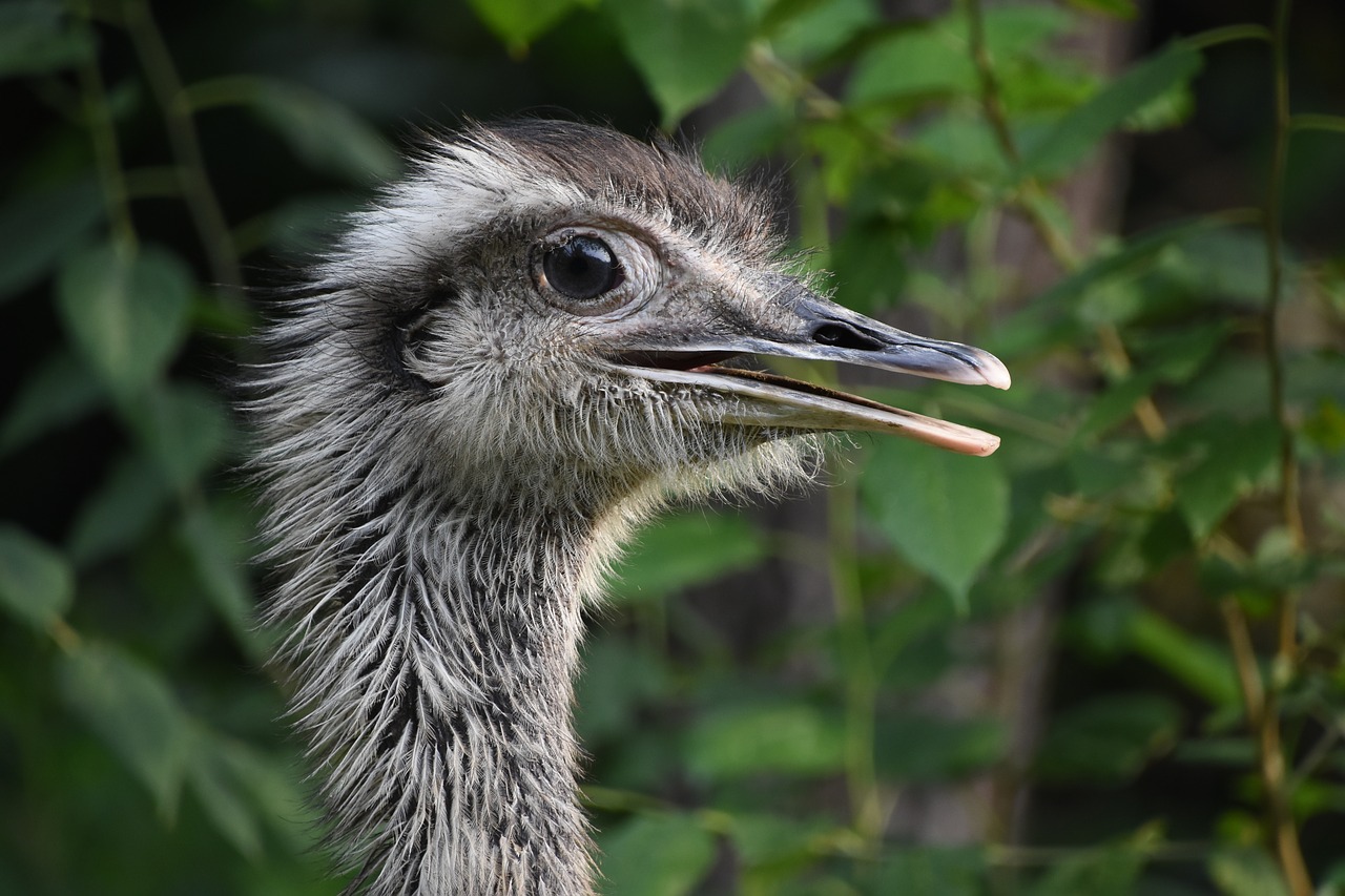 the ostrich close-up head free photo