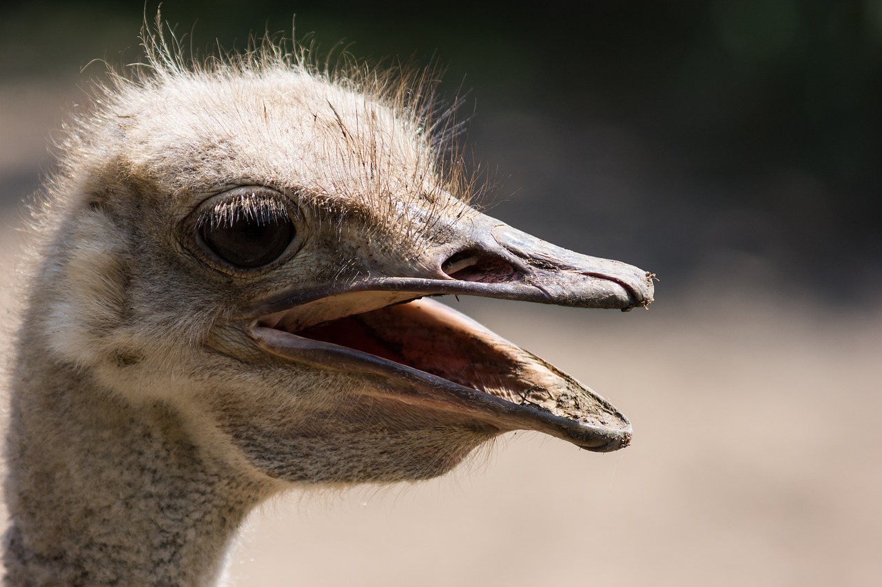 the ostrich  head  zoo free photo