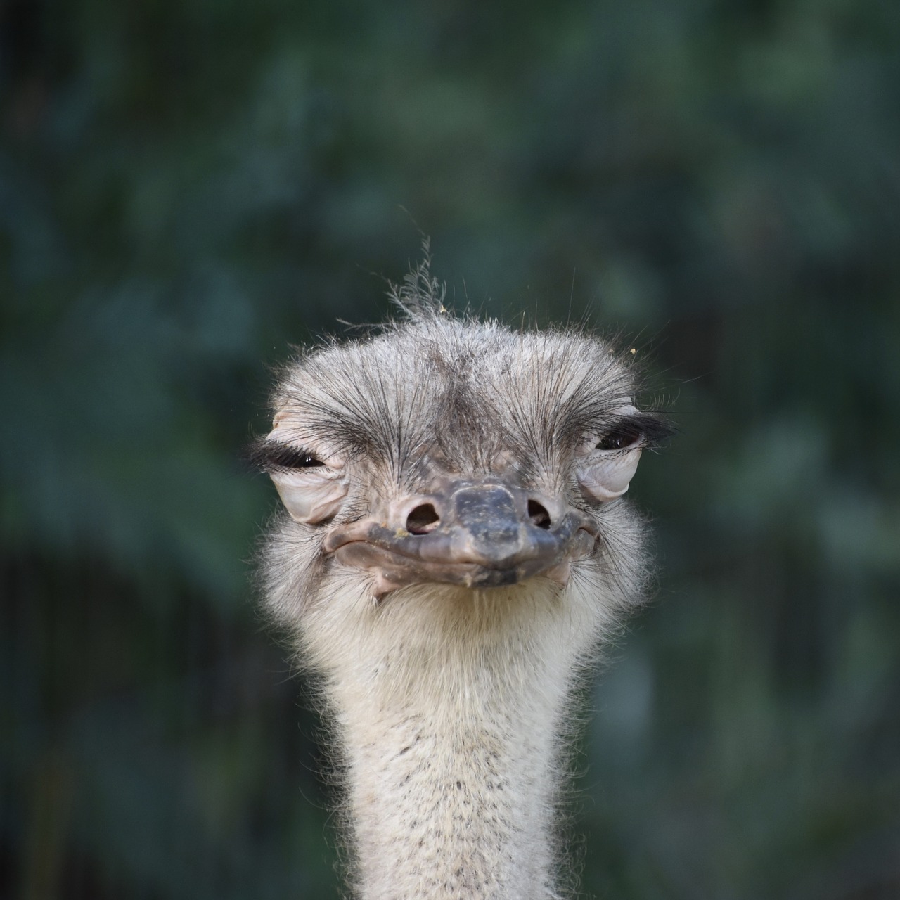 the ostrich  llama  trapped free photo