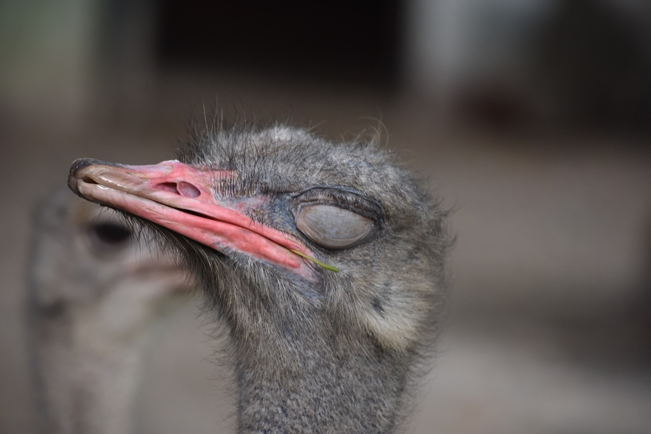 the ostrich  llama  sleep free photo
