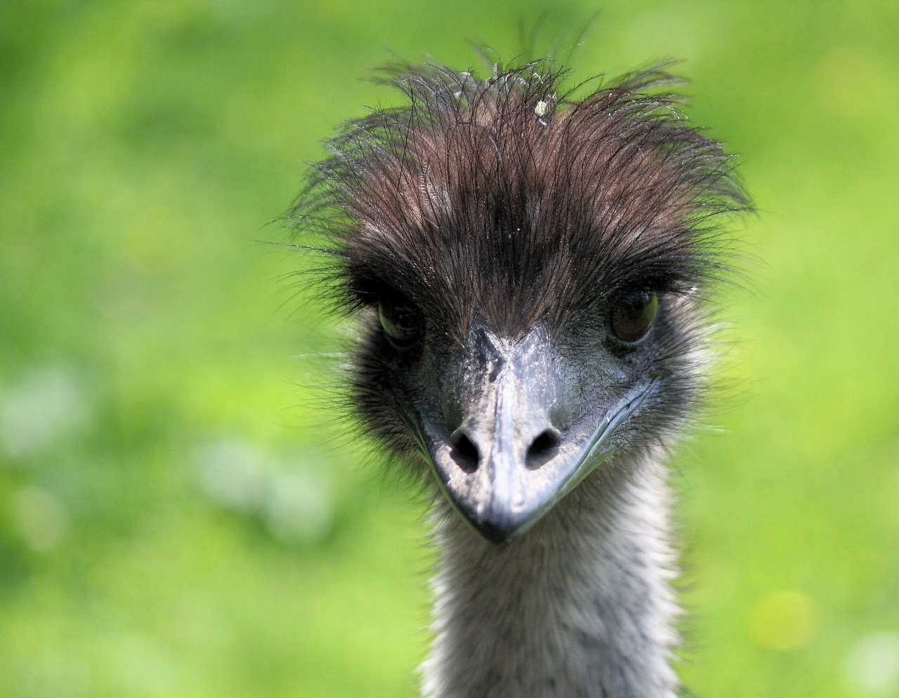 the ostrich  head  bird free photo