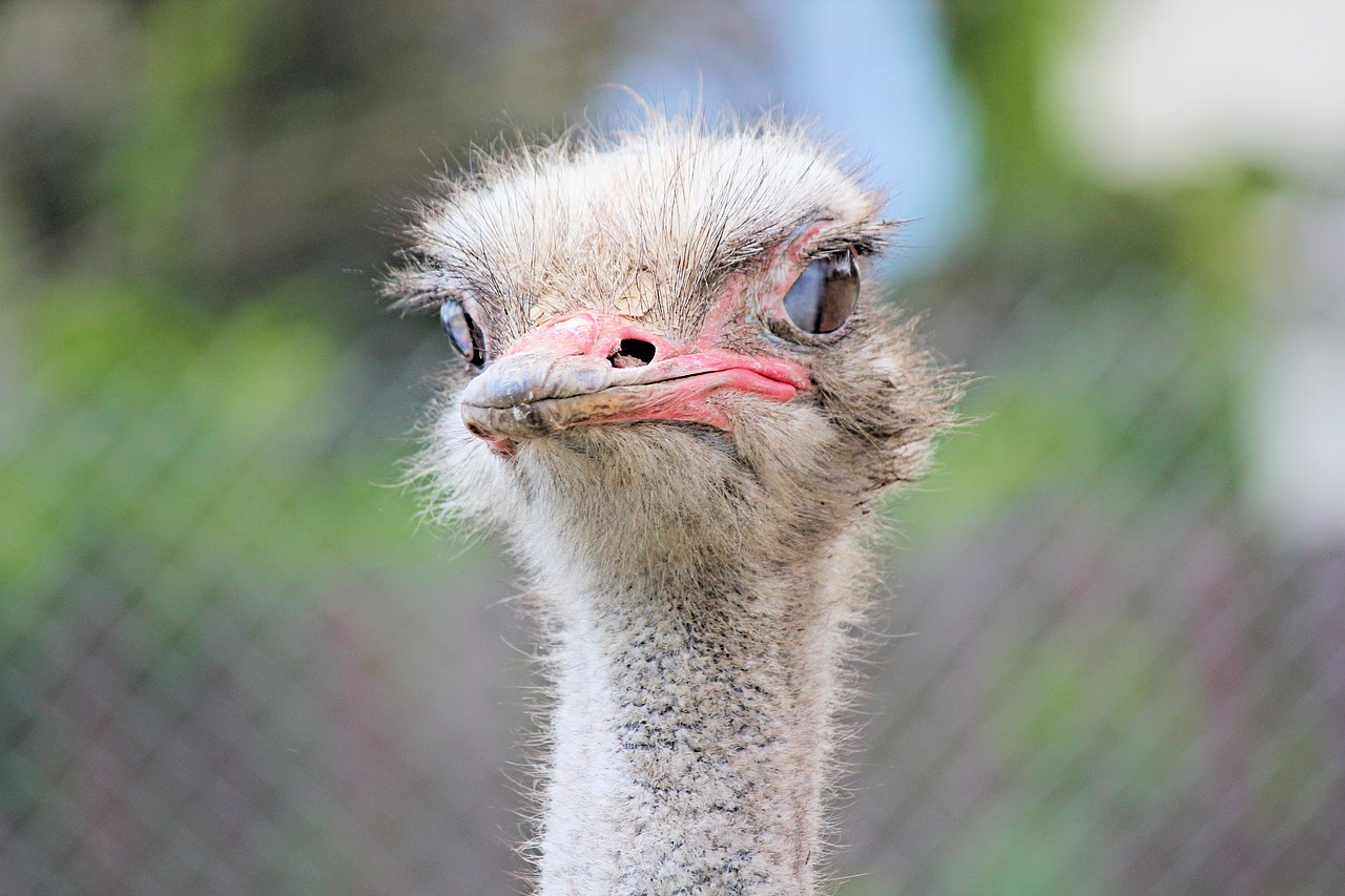the ostrich  bird  flightless free photo