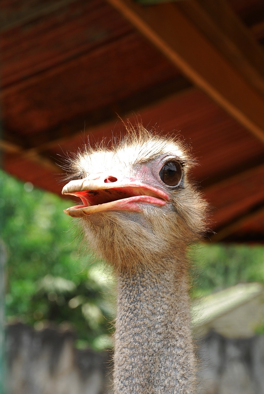 the ostrich animals livestock free photo