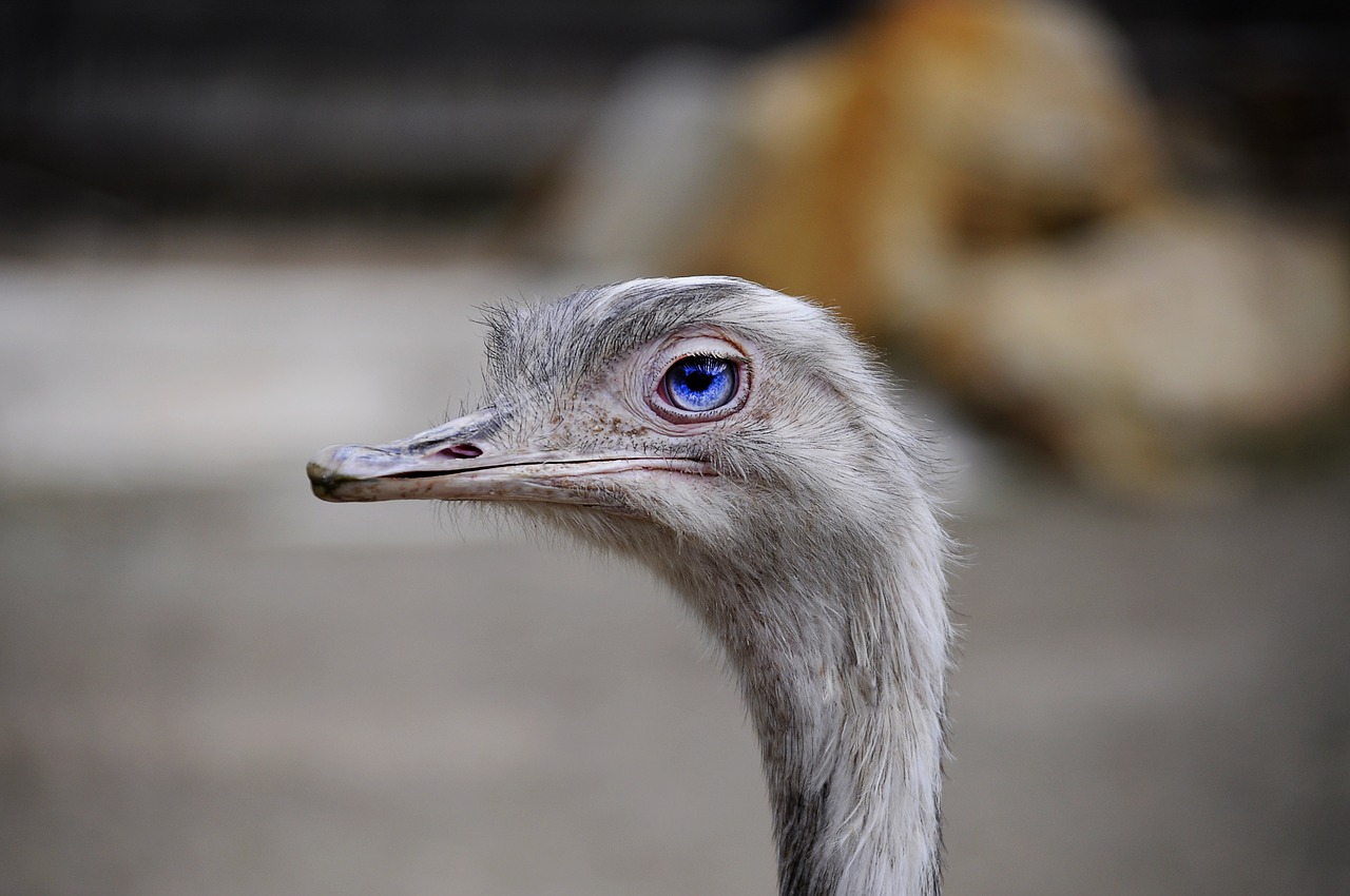 the ostrich view expression free photo