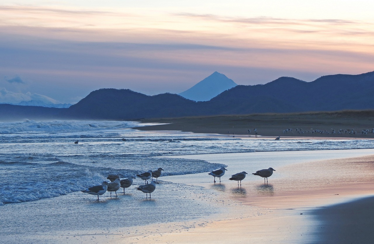 the pacific ocean coast beach free photo