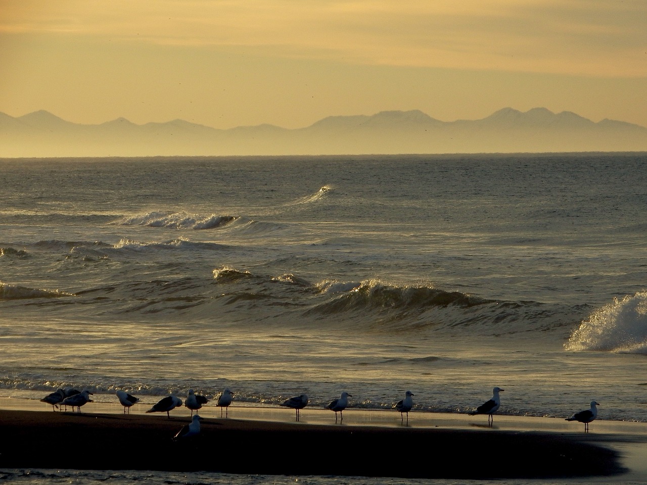 the pacific ocean wave surf free photo