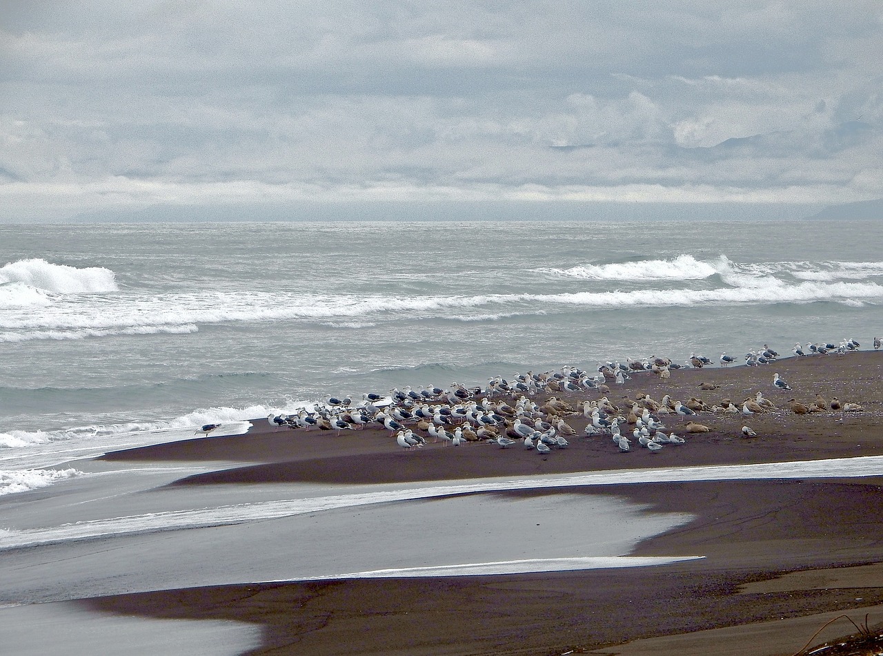 the pacific ocean wave beach free photo