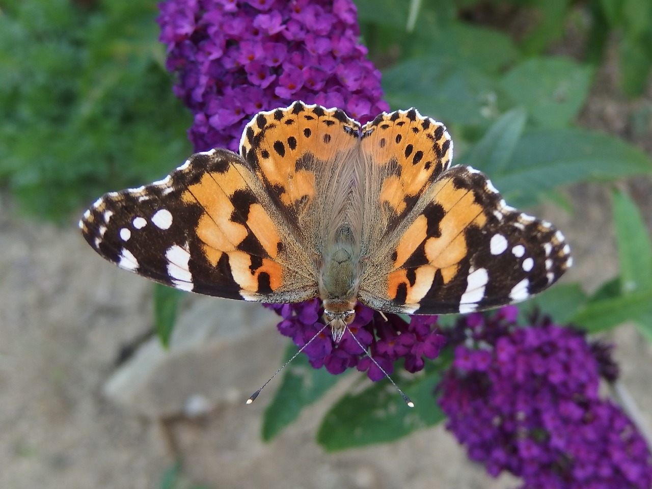 the painted lady butterfly butterfly flying insects free photo