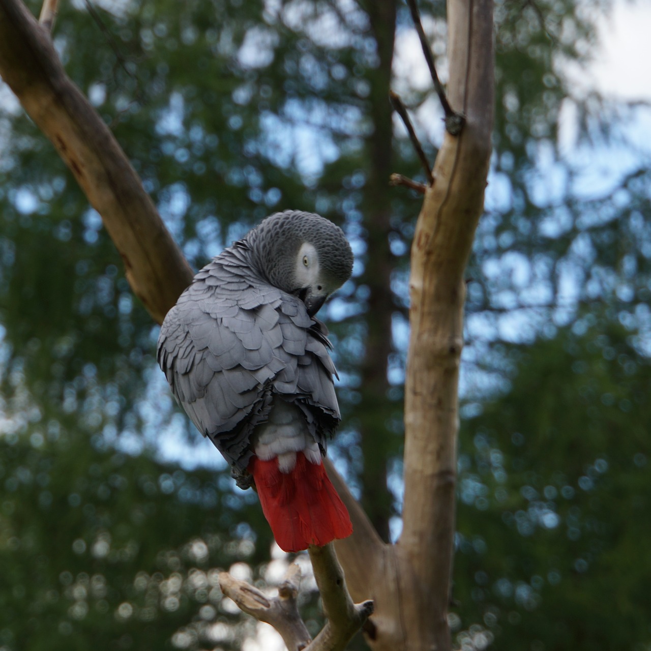 the parrot bird pet free photo