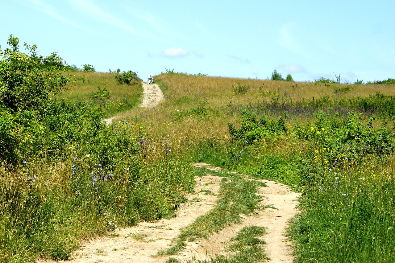 the path meadow way free photo