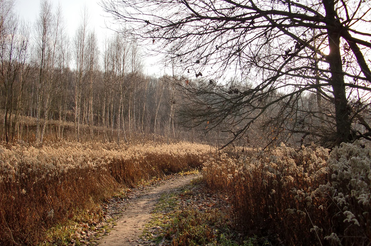 the path landscape autumn free photo