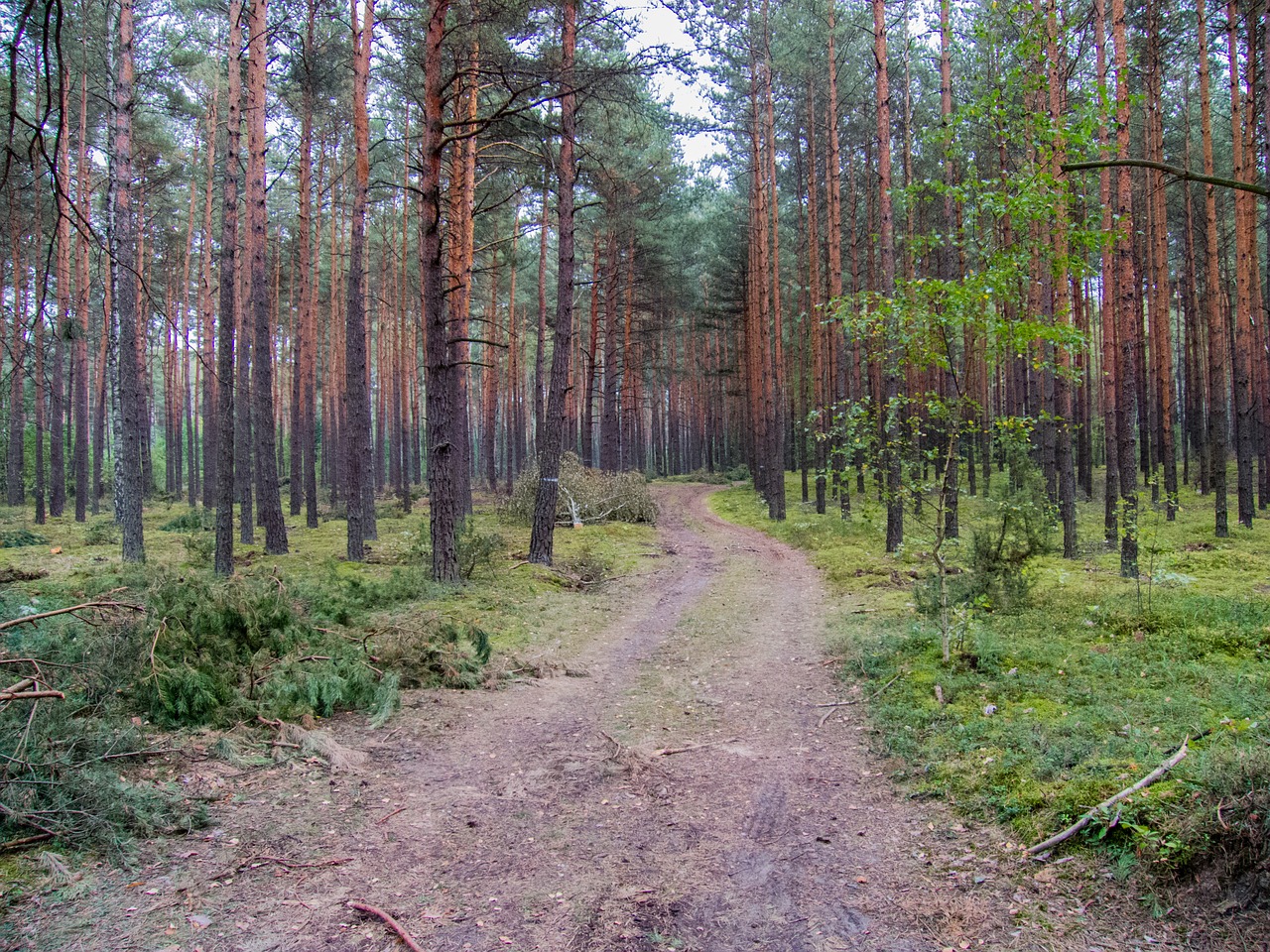 the path forest coniferous forest free photo